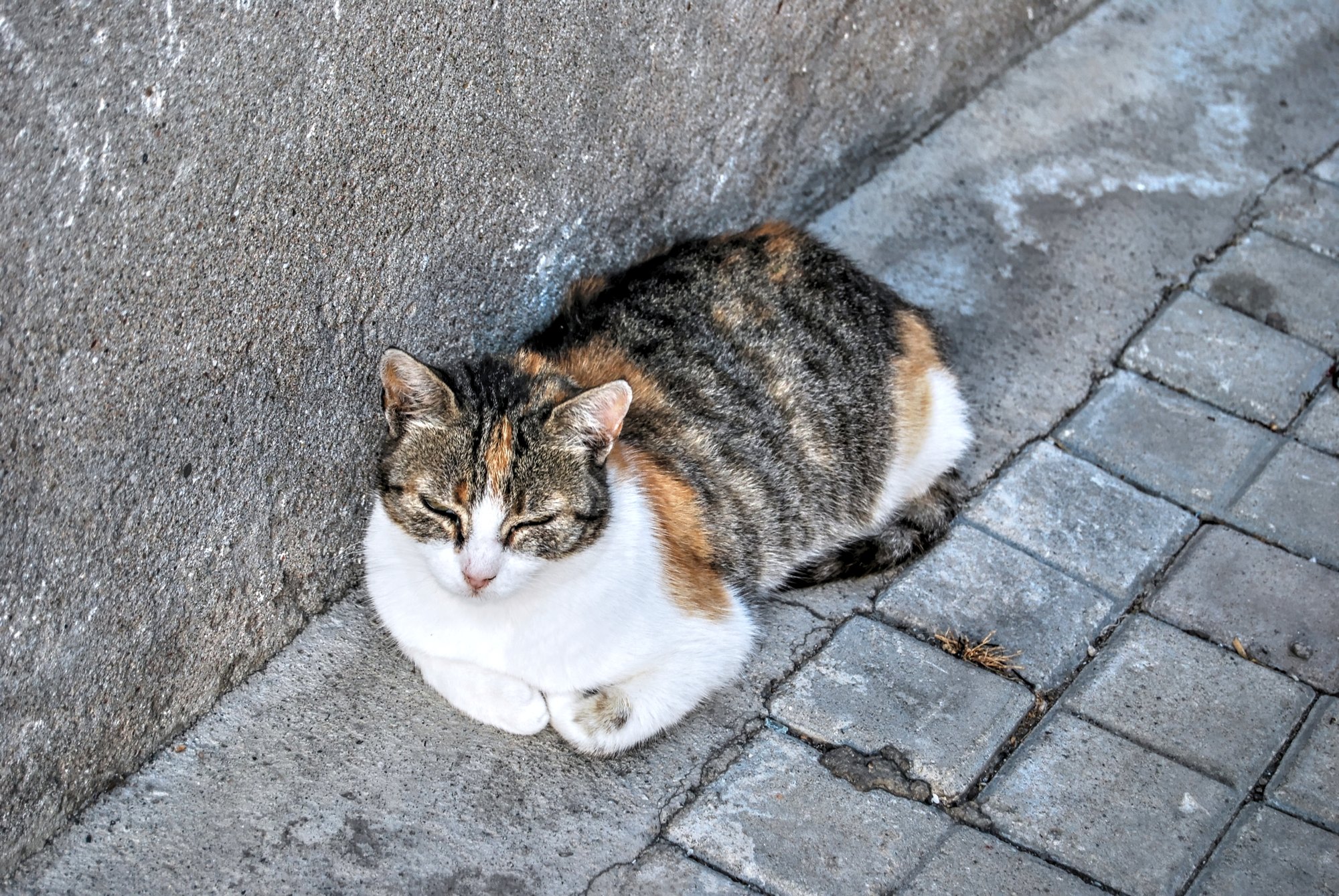 Local cat in Amasra Local cat in Amasra